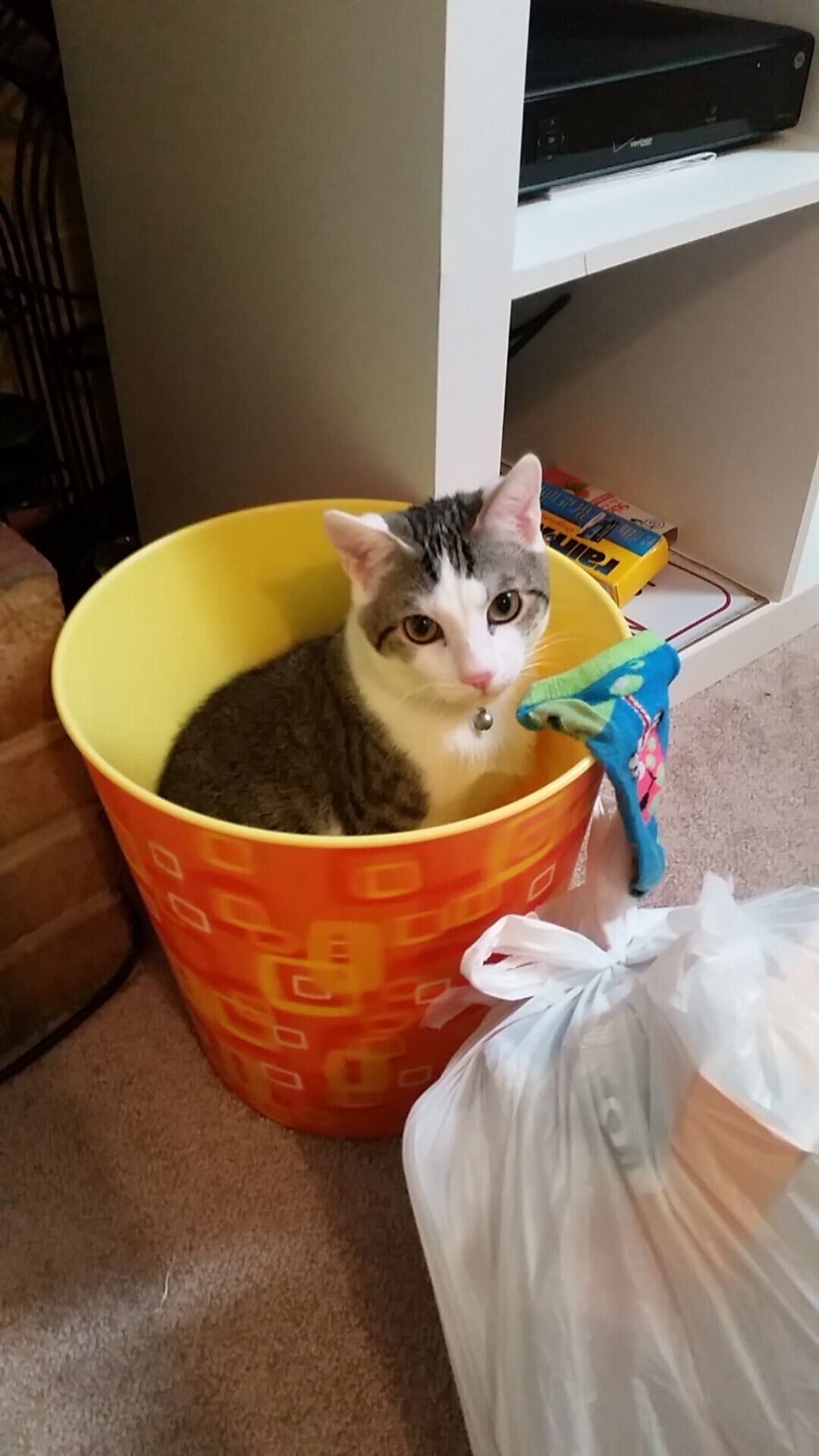 切特狂飙定乾坤,国王轻取灰熊早锁胜局