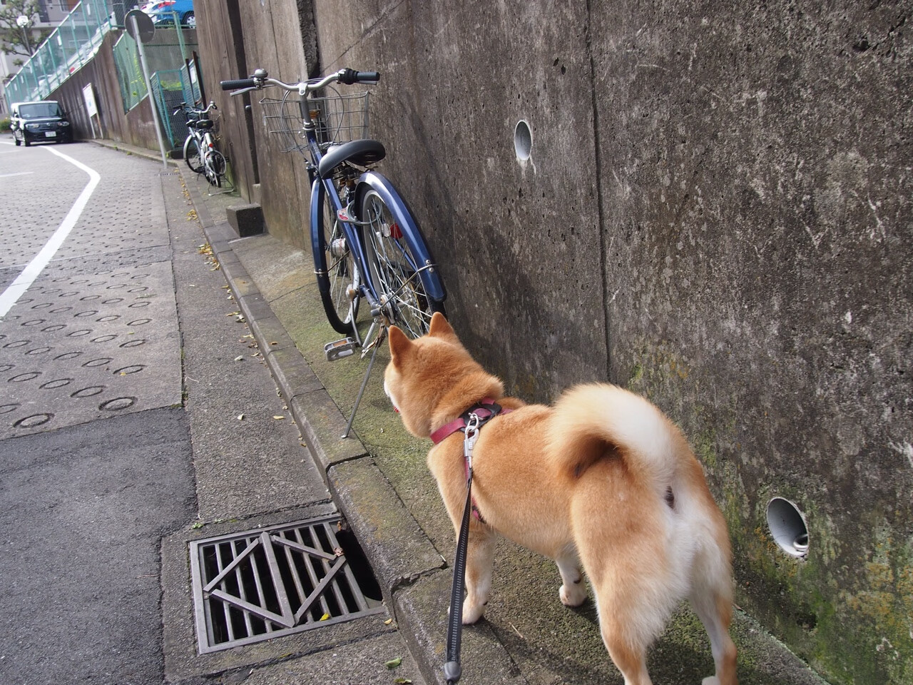 速度与体系的终极对决,当牙买加风暴席卷巴萨,哈兰德化身战术破壁人