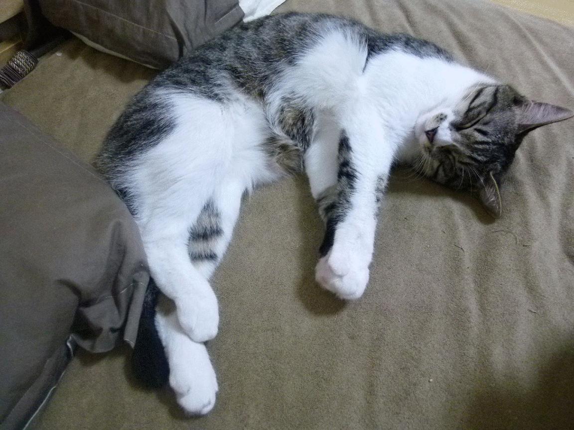 黑白直播网-绿茵闪电战，当瑞典引擎打穿洪都拉斯，拉什福德在F1街道赛的梦境中接管比赛