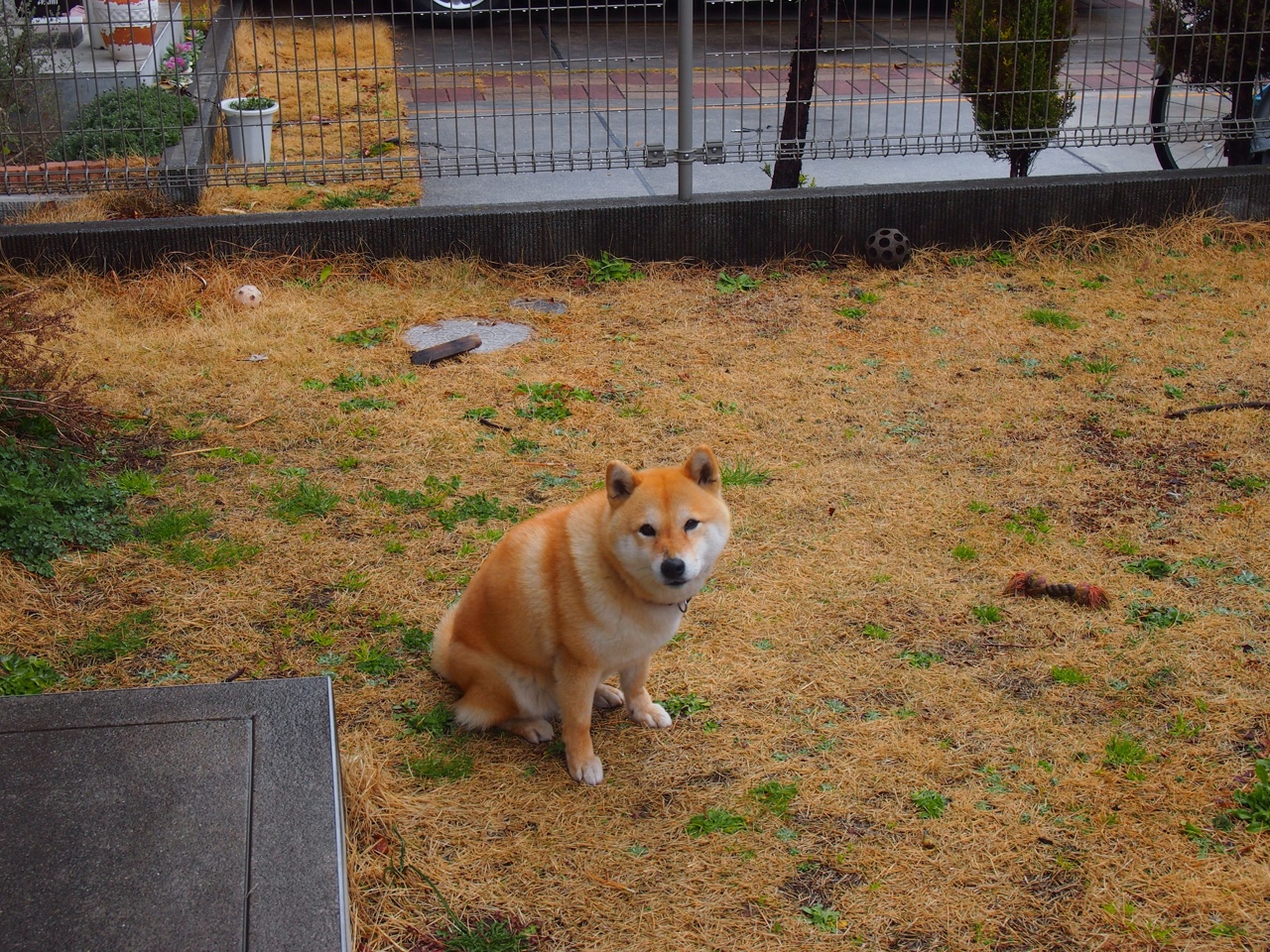 黑白直播网-沉默的加拿大人，沉默的罗德里，当致命一击化为曼彻斯特的钟摆声