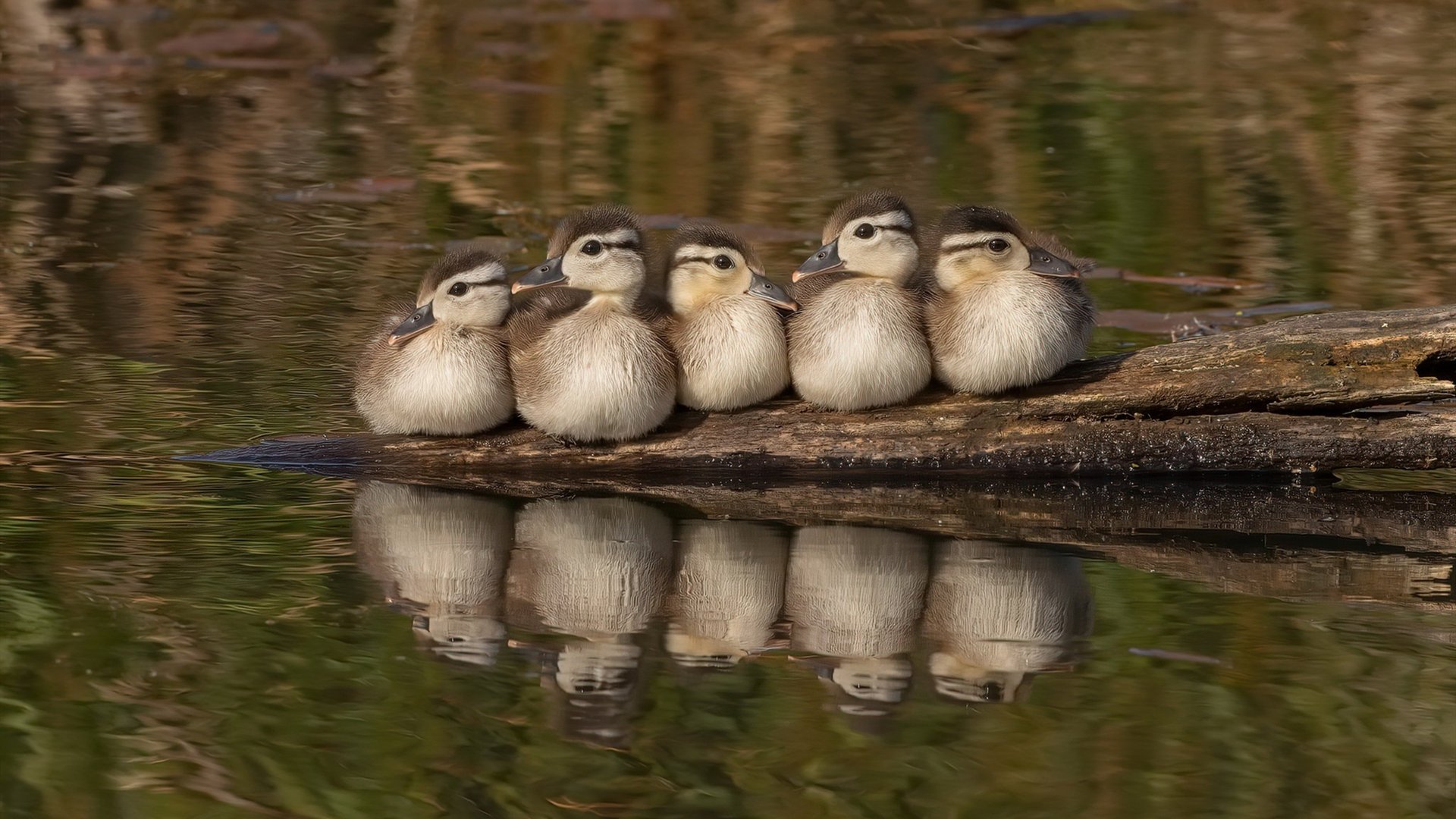 虚拟战场,广厦对阵魔术,恩比德状态火热引爆想象