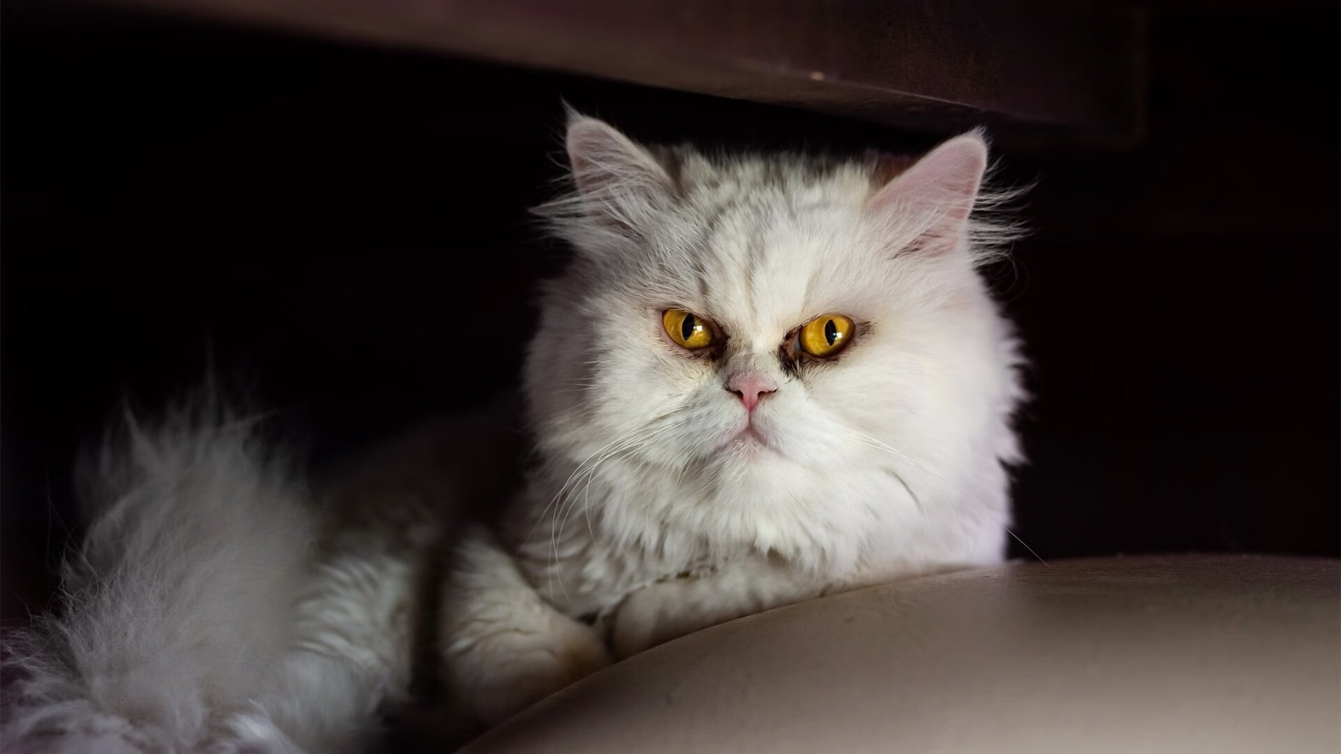 西决生死战焦点战，西班牙轻取瑞典，晋级之路势如破竹