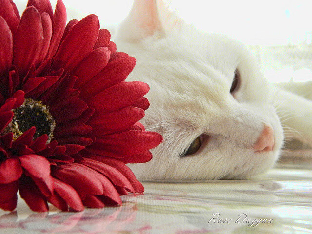 小贾伦筑起钢铁防线,马刺与广厦对决中的终极防守艺术