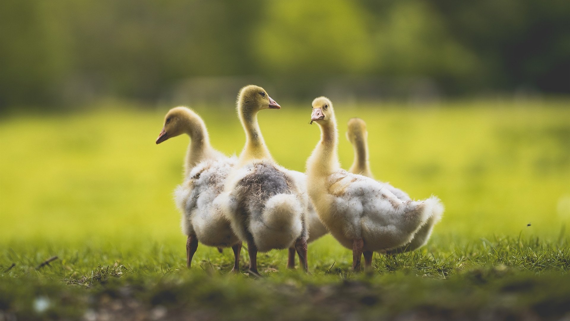绝境逆舞者,戈麦斯抢七夜铸就传奇