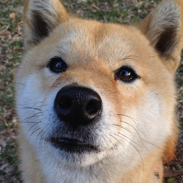 赛场上的战略家,西亚卡姆一手掌控掘金对阵深圳队的比赛走势