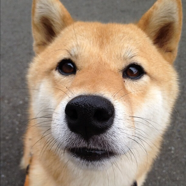 街道狂飙与绿茵洪流,当极速美学冲垮铁血防线