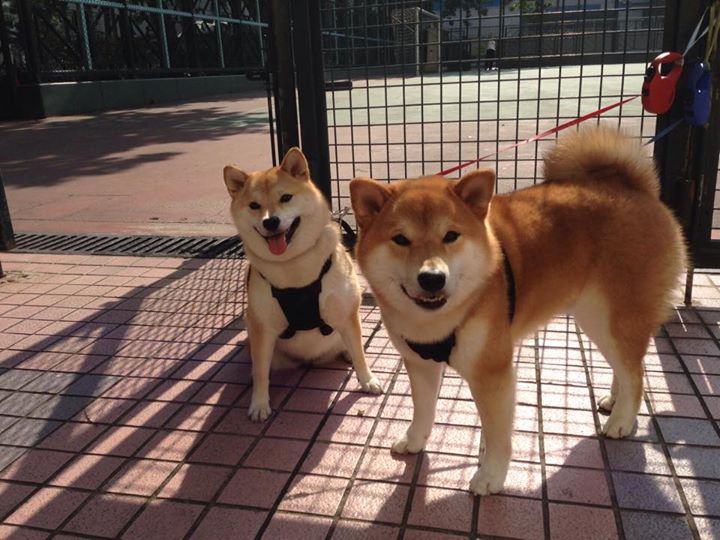 猛龙逆袭!伦纳德关键封盖锁定西决生死战,多伦多险胜纽约晋级