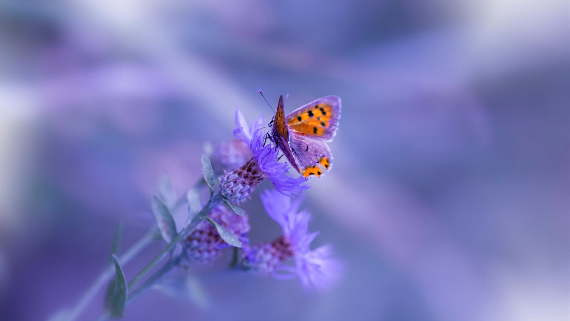 浙江队斩落76人,约基奇化身关键先生背后的战术革命