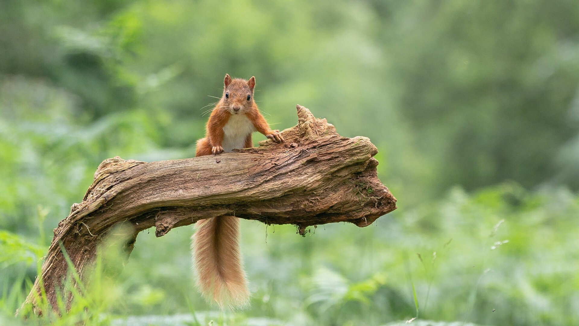 黑白直播nba-以节奏主宰绿茵，从卡马文加的交响到冰岛的战吼