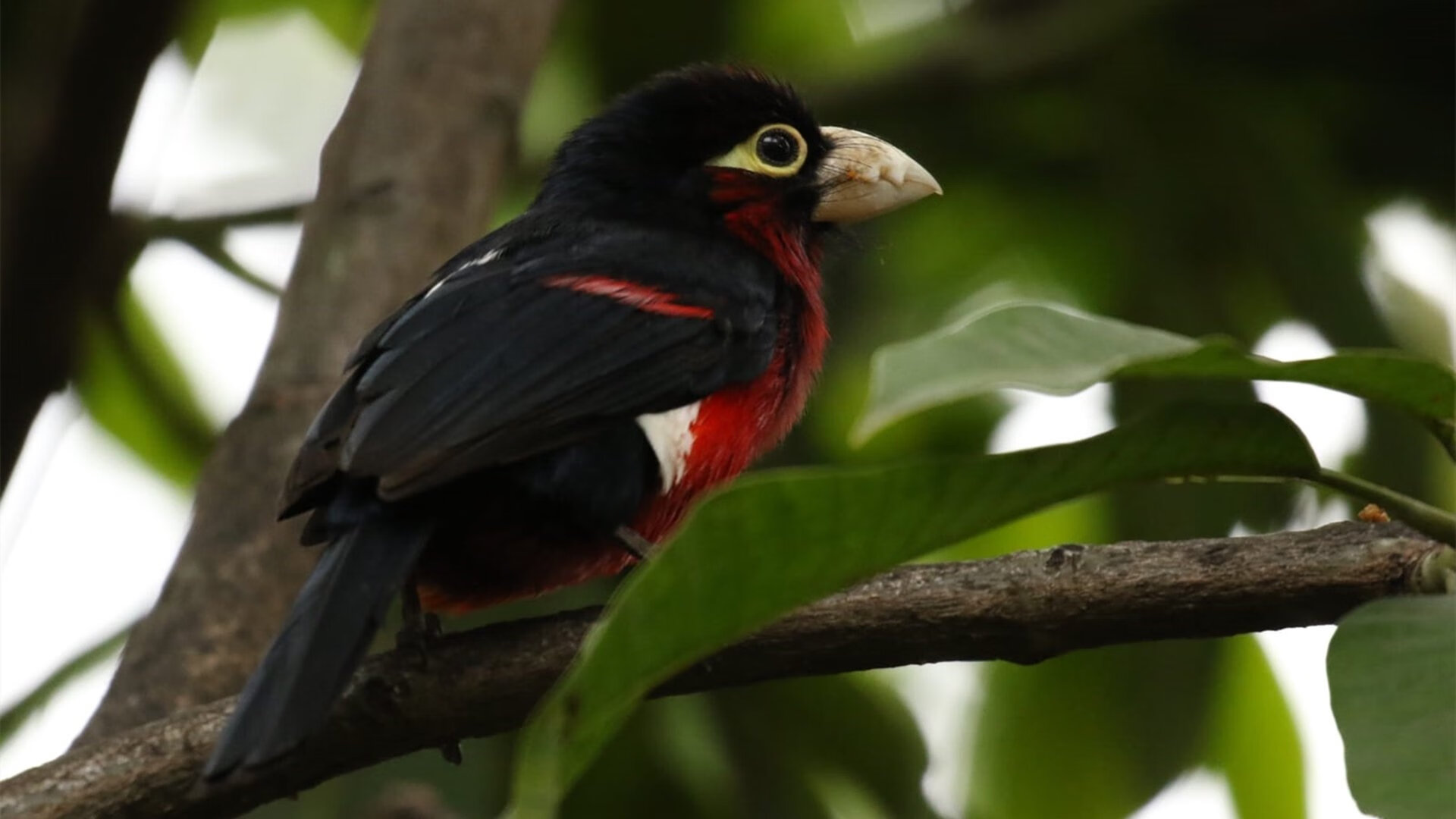 黑白直播在线观看nba-卡马文加，橙衣军团的节奏大师，荷兰中场碾压韩国的战术密码