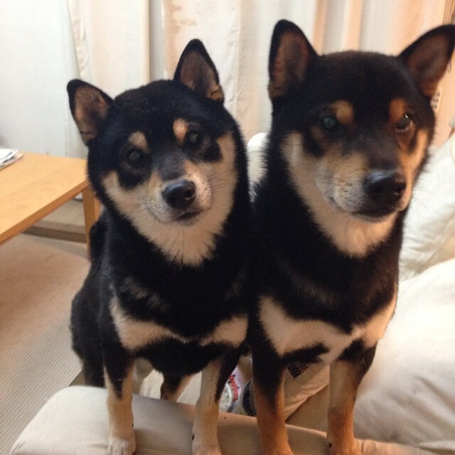 节奏掌控者马克西,森林狼与辽宁队的跨洋战术博弈