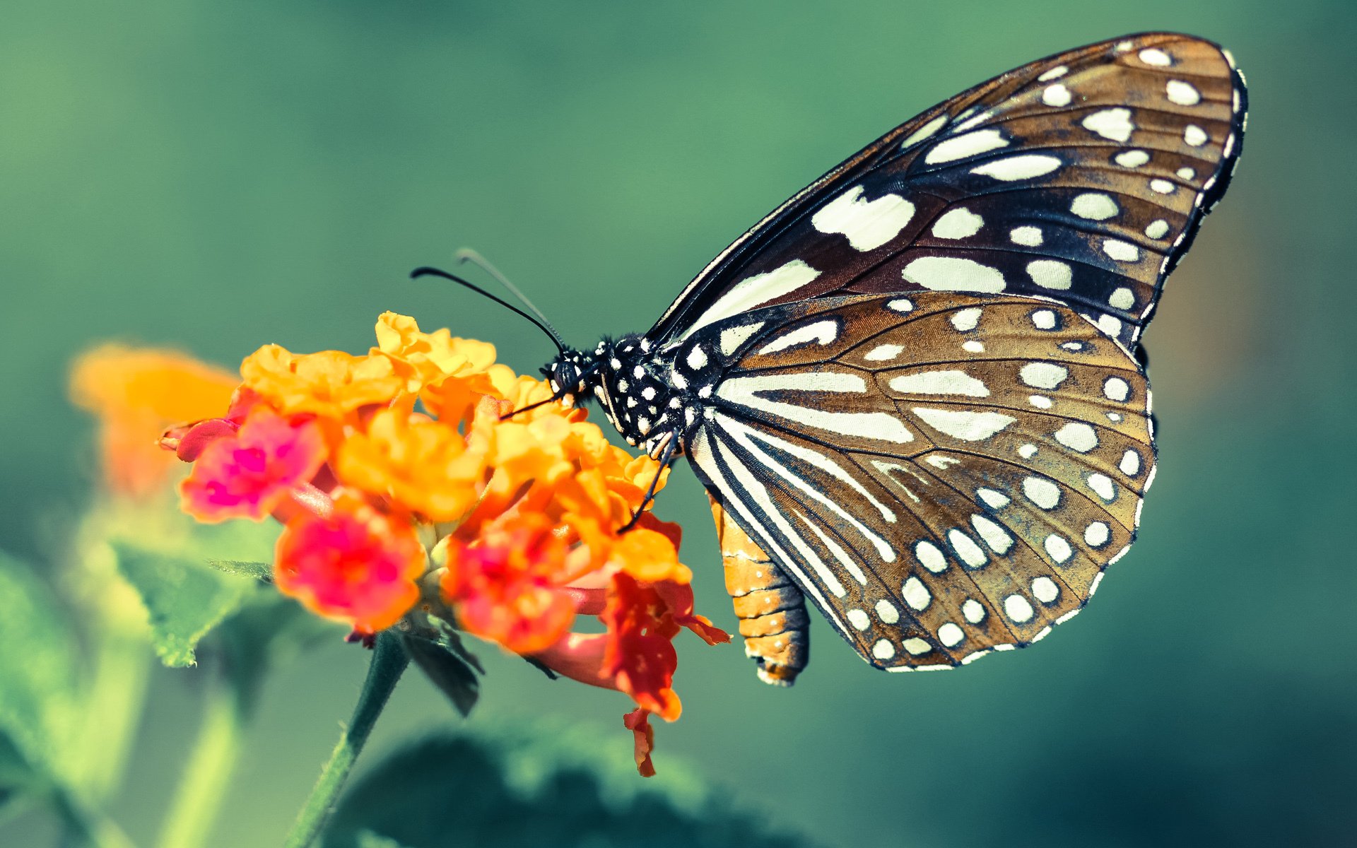 铁血与钢铁,当德甲争冠战遇见CBA的工业革命