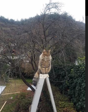 欧冠巨轮碾过风暴眼,摩纳哥闪电战击沉几内亚黑马传奇