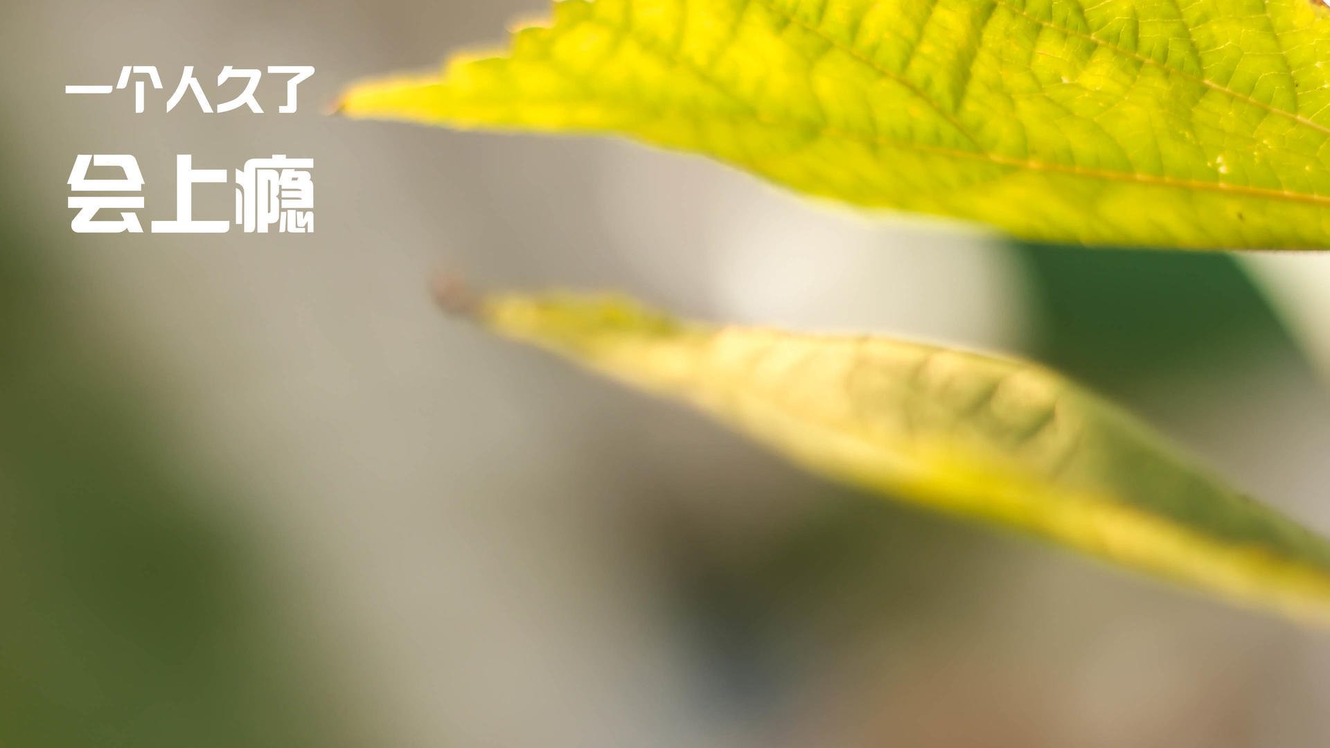 黑白直播体育-世界排名争夺战焦点战,魔术主场力擒马刺,排名格局生变