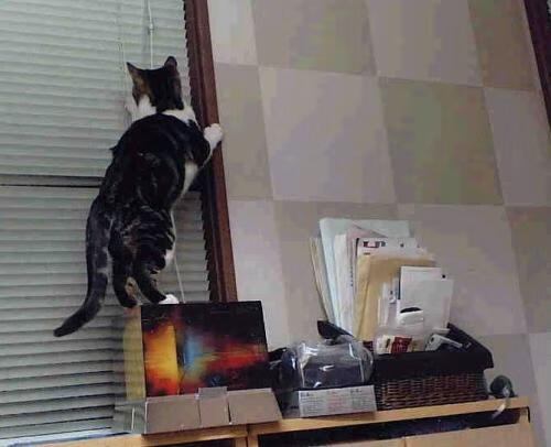 横扫之夜,霍勒迪关键一锤,国王新王加冕