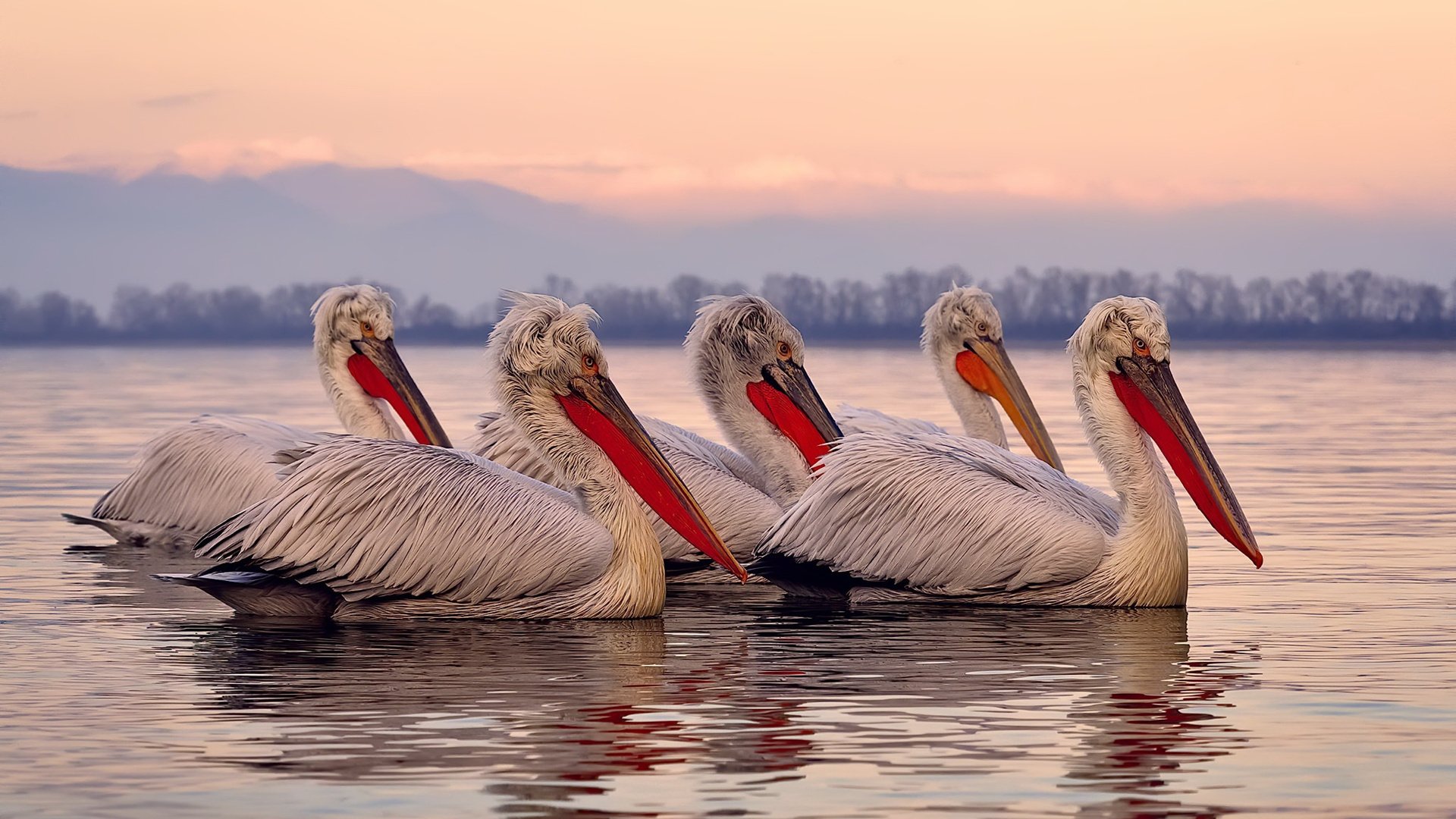 黑白直播免费体育直播-2026世界杯焦点战,广东队鏖战魔术,绿茵场上的魔法对决