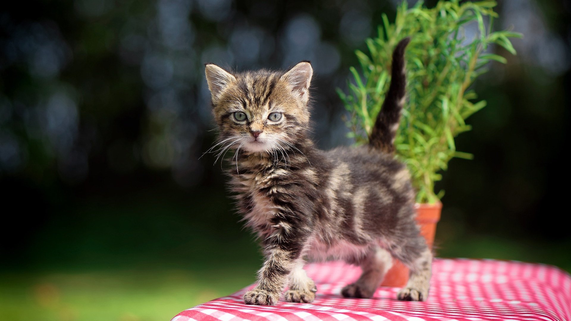 锁与钥，塔图姆的铁血防守与灰熊逆袭背后的篮球哲学