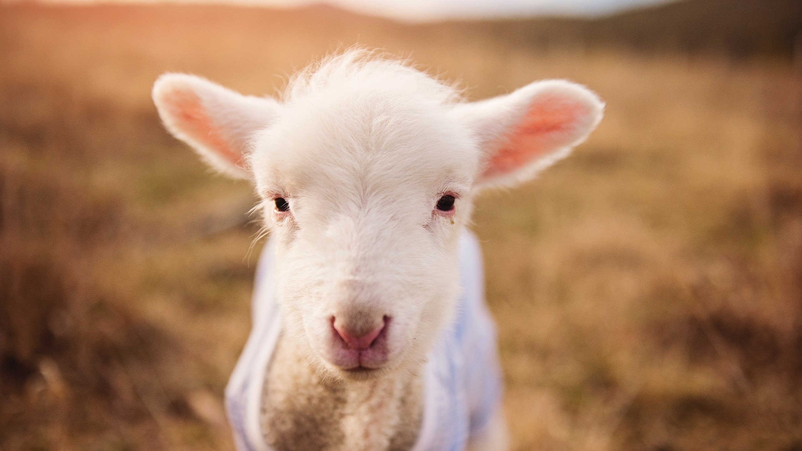 奥运前哨战,北京男篮爆冷掀翻独行侠,关键战定义新周期