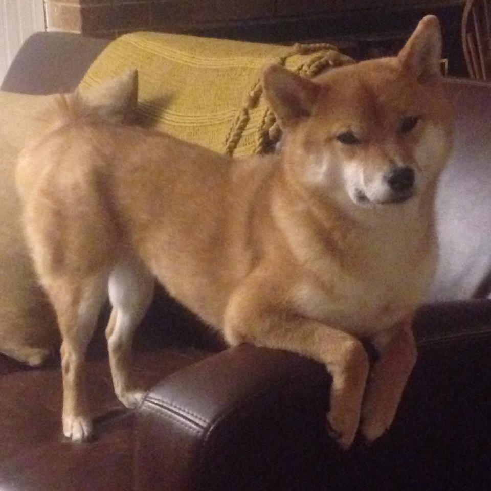 黑白直播免费体育直播-山西队震撼NBA总决赛，提前终结独行侠悬念