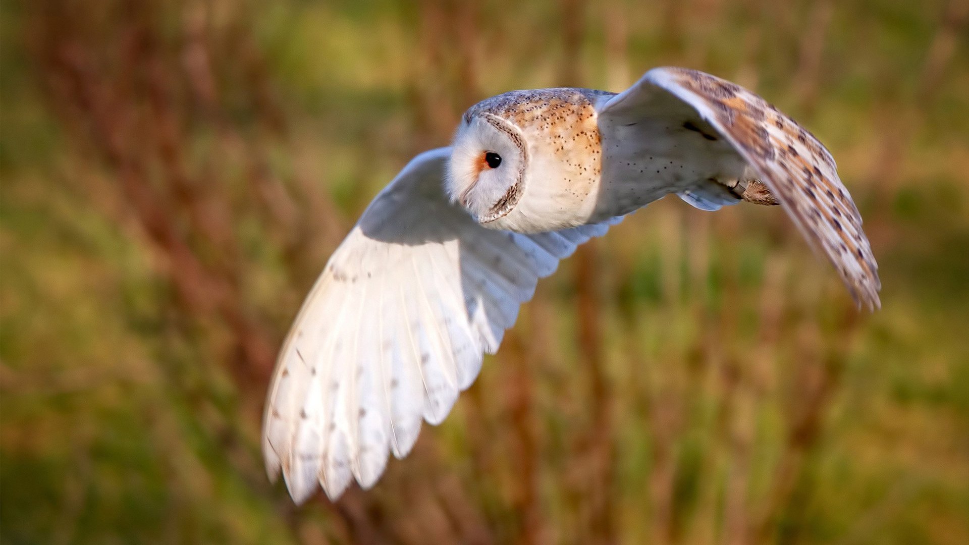 狂野屠城，阿劳霍的复仇之火，与喀麦隆对西甲法则的彻底碾压