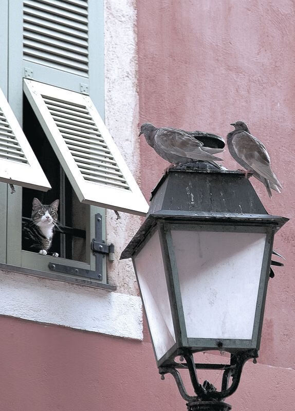 黑白直播体育-从范戴克的枢纽到拉齐奥的手术刀，解析现代足球的攻防转换核心哲学
