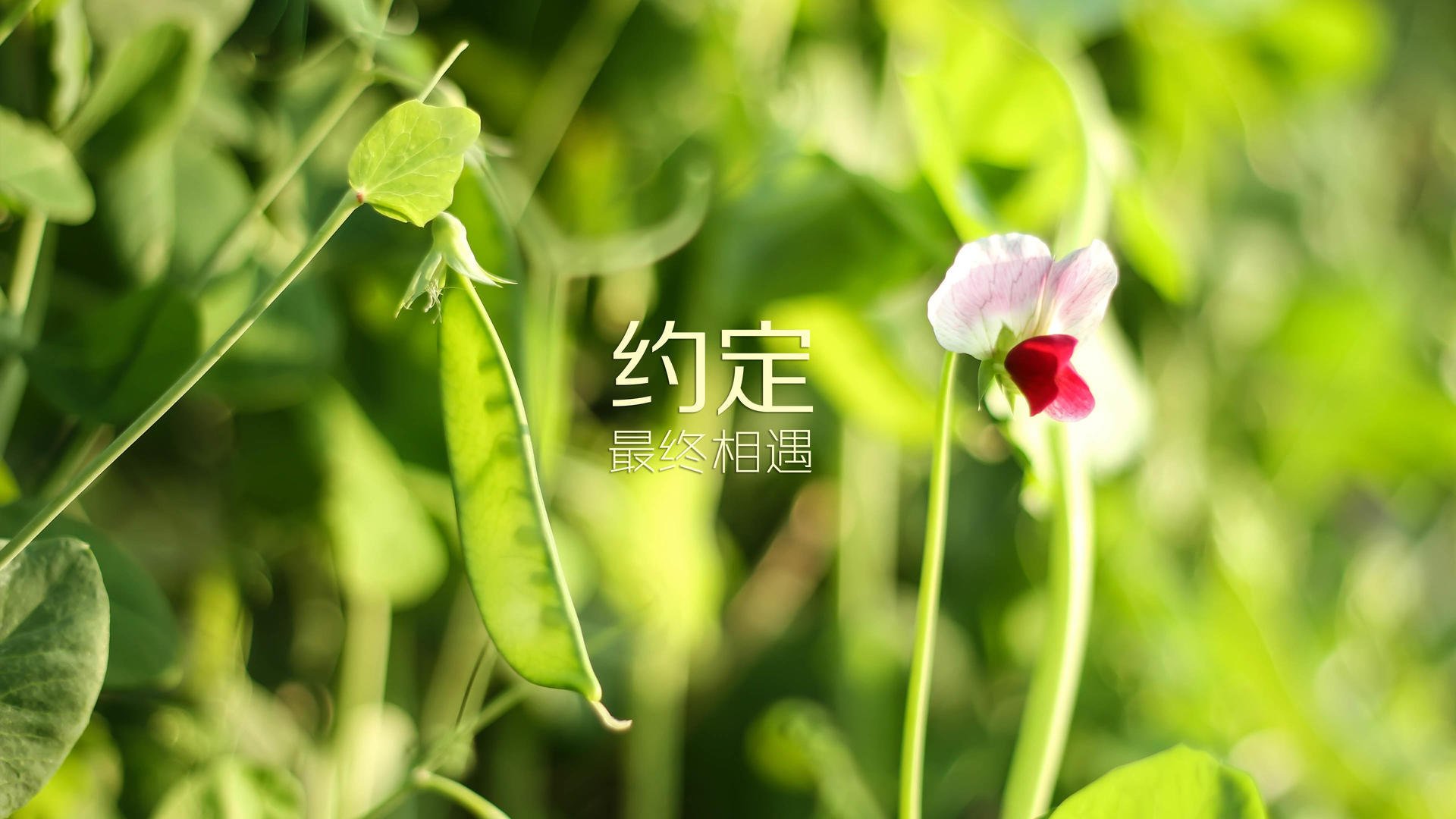 萨拉赫的节奏魔法，NBA总决赛之夜的完全掌控